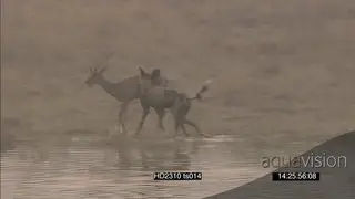 African Wild dog Takedown kill feed on Impala calf near riverbank as rest of pack…