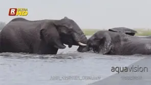 Two adult African Elephant bulls in the Chobe river aggressive behaviour, sparring.