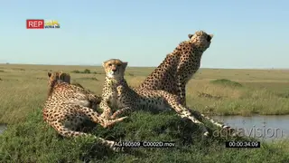 Female Cheetahs [2] sitting laying down on a hill [1] walking up the hill to join the.