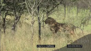 Two (2) young Male Lions and Lioness stalking hunting herd of Impala
