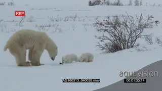 Polar bear mother and cubs exploring investigating area mother rolling on snow defecating.