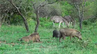 Zebras with Warthogs and Helmeted Guineafowls laying walking eating and grazing on.