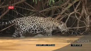 Jaguar (Panthera onca) hunting in river of the Pantanal
