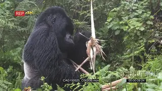 Mountain Gorilla sitting in forest eating MLS HAND