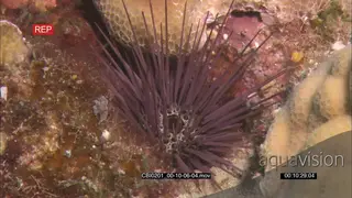 Tuft Sea Urchin feeding off Coral Reef floor