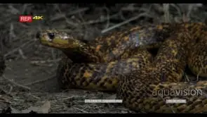 Cape Cobra stalking moving and hunting in the Woodland
