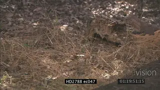 Mozambique Spitting Cobra laying on bushveld hiding under tree log and Banded Mongeese.