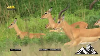 Impala antelope Herd Stotting Morning GREEN