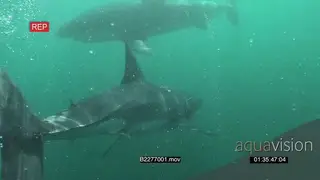 A pair of Great white sharks gently swimming and turning underwater passing by camera and.