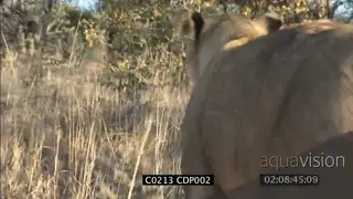 POV of two sub adult male Lions walking in woodland XCU