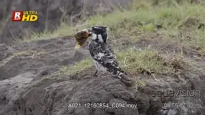 Pied Kingfisher perched on a cliff, holding prey with its beak and flying off frame