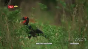 Two ground hornbill walking through bush