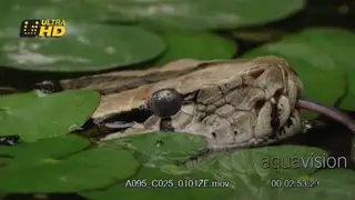 Dwarf Burmese Python (Python bivittatus progschai) float at the surface with only their.