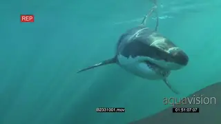 Great white shark gently swimming underwater in ocean passing by camera UW HAND