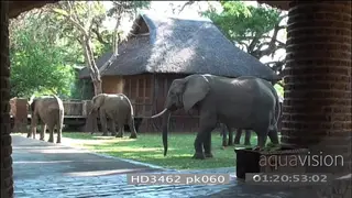 African elephant herd grazing in Mfuwe lodge courtyard MS