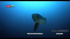 Sunfish, mola ramsayi staying almost vertically in the ocean while being cleaned by.