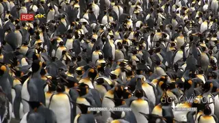 King Penguin colony standing, preening and looking around.