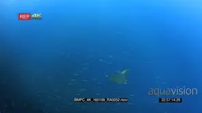 A devil ray, mobula terapacana swims through a large bait ball of anchovies.
