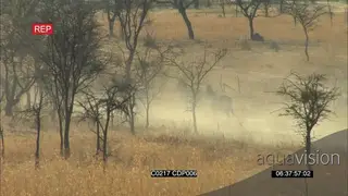 A Dazzle of Zebras Running on a dirty dusty field WS GENERAL BEHAVIOR