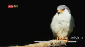 Pygmy falcon perched on branch looking around