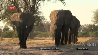 Herd of elephants walking towards camera
