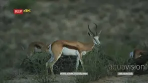 Springbok herd grazing at dawn
