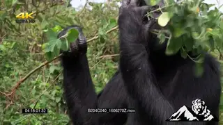 Chimpanzee biting the leaves off the stick to make a tool.