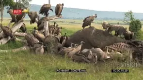 Diversity of vultures and hyena gathered and eating from an elephant carcass