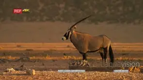 Gemsbok at waterhole turn to side