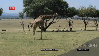 Giraffe giving birth LWS