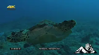 Loggerhead Turtle swimming around UW