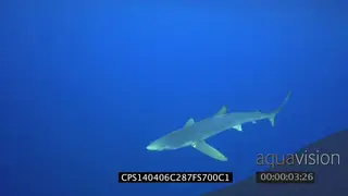 Blue Shark swimming underwater in ocean LS PAN HAND