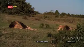 Two [2] Male Lions Sleeping on the Grassland GOOD LIGHT