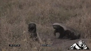 Honey Badger walking around, scavenging and digging for grubs.