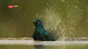 Close up shot of gloosy starling bathing