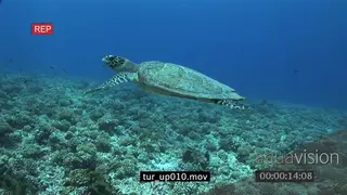 Hawksbill Sea Turtle swimming over coral reef UW