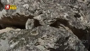 Pika laying on a rock, looking around and moving around. MCU; DAY.