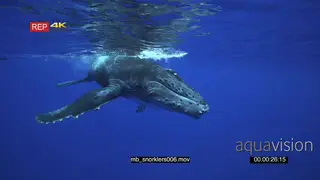 Young Humpback whale calf approach tourist snorkeling UW
