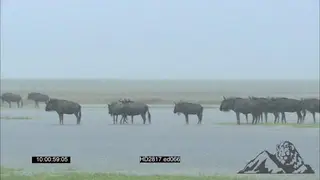 Blue Wildebeest Migration standing and drinking water on flooded plain in the RAIN