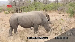 White rhinos (2) grazing PROFILE 4K
