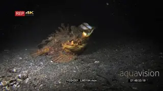 Close up at night of a scorpionfish, scorpaenopsis opening its mouth widely the catching.