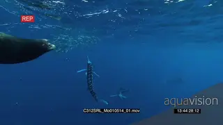 Marlin sailfish and Seals feeding on bait ball in deep blue ocean UW