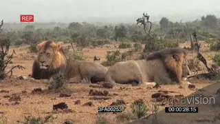 African male lions social behaviour resting in rainy conditions