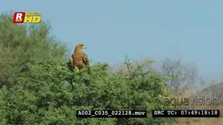 Tawny Eagle sitting on top of the tree, searching for prey and looking around.