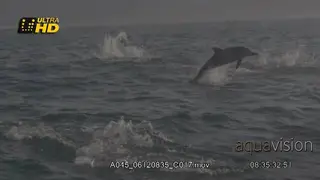 A pod of active Common Dolphin jumping, leaping and breaching while above the water.
