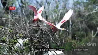 Roseate Spoonbill flock landing on tree then one walking passing by Great Egret nesting.