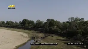 AERIAL Cape Buffalo herd on Riverbed drinking water