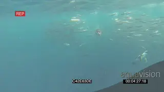 Dusky sharks Common Dolphins African penguins Cape gannets swimming hunting diving into.