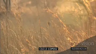 Lions stalking in GOLDEN LIGHT and long grass