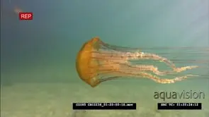 Pacific sea nettle jellyfish swimming
